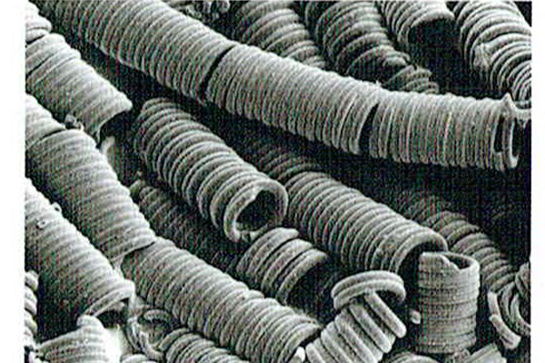 元島 栖二先生の発見したCMC(カーボンマイクロコイル)